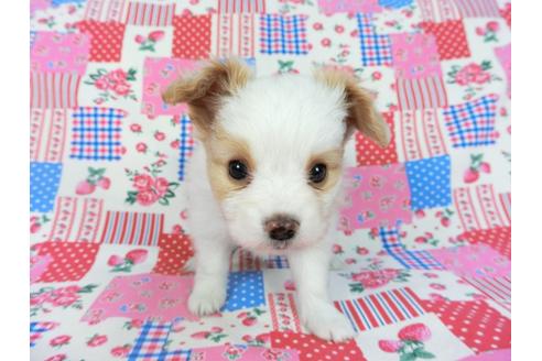 成約済の千葉県のパピヨン-69024の5枚目